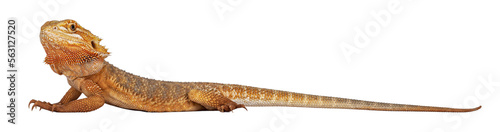 Young adult orange Bearded Dragon aka Pogona Vitticeps  standing side ways  looking to camera. Isolated cutout on transparent background.
