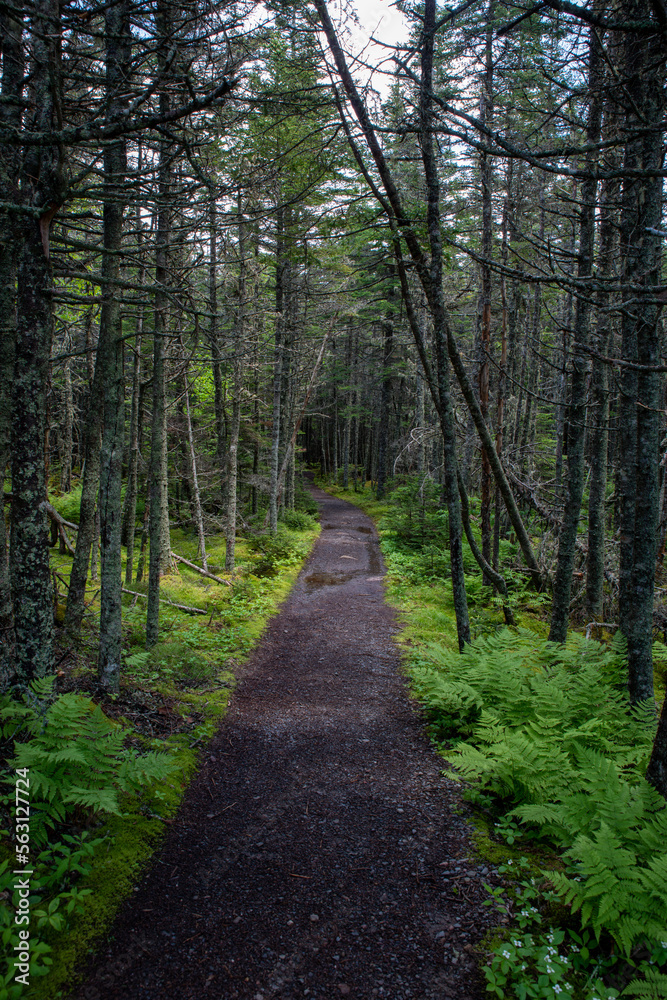 path in the forest path in the forest