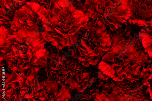 Red carnation flower on black background, top view. wallpaper, nature