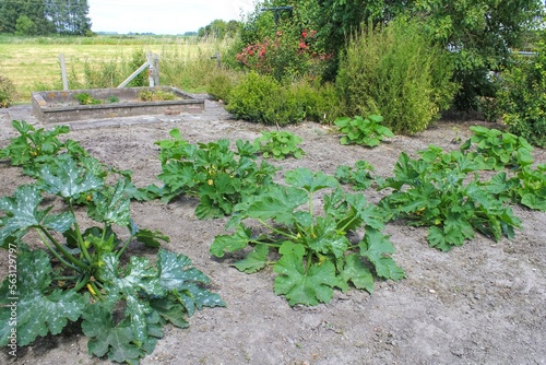Bild auf Leinwand a group big green zucchini courgette plants in the vegetable garden in springtim