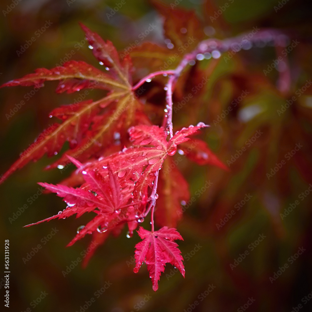Japanese maple branch with red leaves and dew. Japanese maple branch with red leaves and dew.