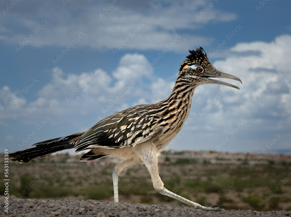 Chaparral Bird
