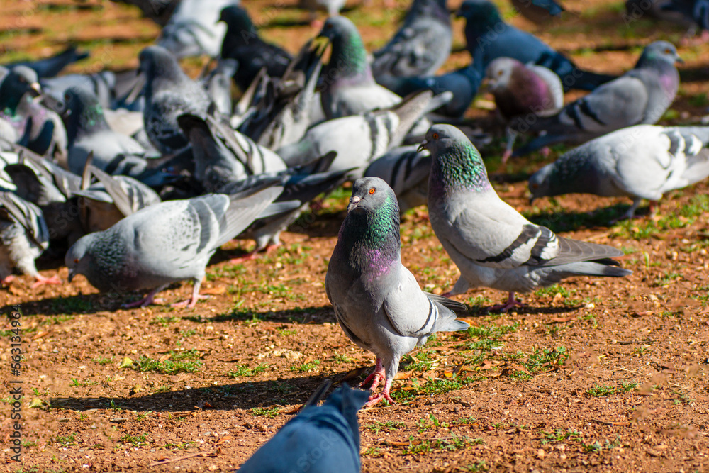 Fototapeta premium Flock of pigeons flying over the Street