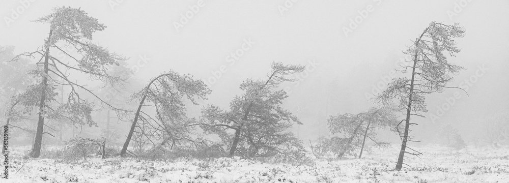 Winterlandschaft Rhön- Impressionen aus dem Schwarzen Moor 3
