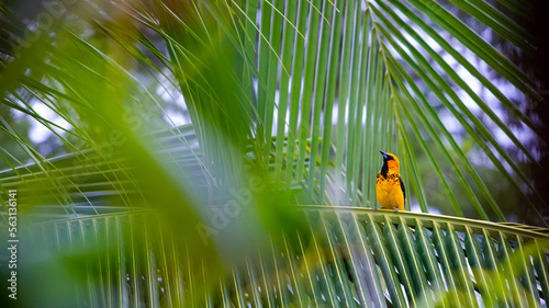 Beautiful yellow tailed oriole sitting on the palm leaf spotted in Costa Rica photo