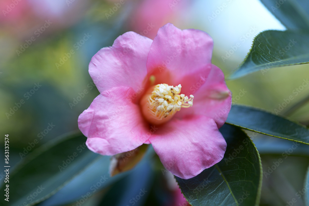 Fototapeta premium 土佐有楽 椿の花