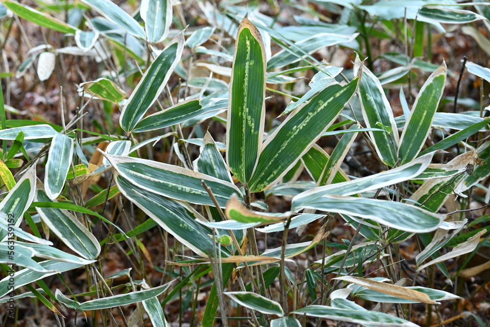 Kuma bamboo grass ( Sasa veitchii). Poaceae evergreen plants. Young leaves are dark green overall, but in winter the edges wither and turn white. Kuma bamboo grass ( Sasa veitchii). Poaceae evergreen plants. Young leaves are dark green overall, but in winter the edges wither and turn white.