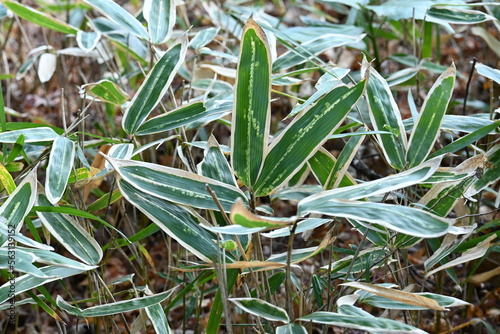 Valokuva Kuma bamboo grass ( Sasa veitchii)