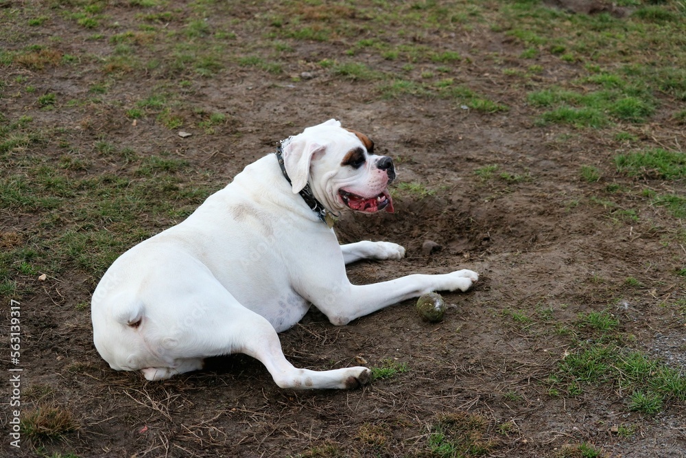 White boxer