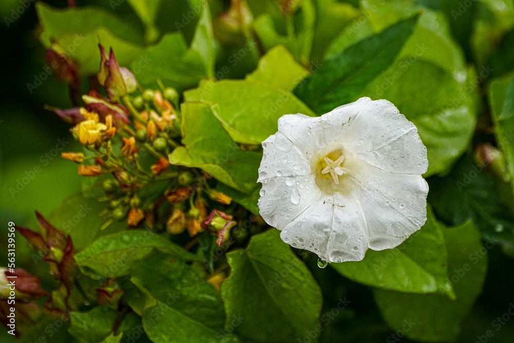 Obraz premium white and yellow flowers