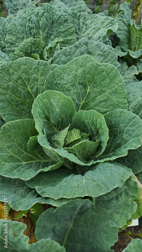 Wirsing Kohl Pflanze wächst draußen im Beet brassica oleracea capitata