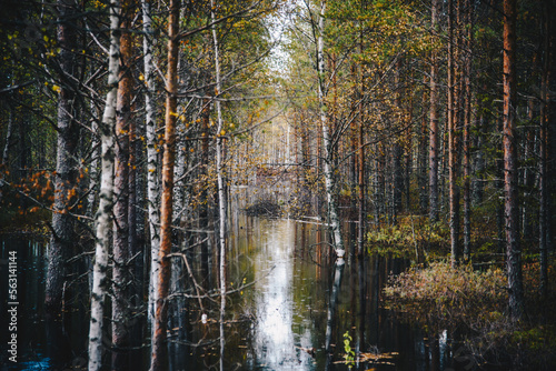 Estonian Wetland