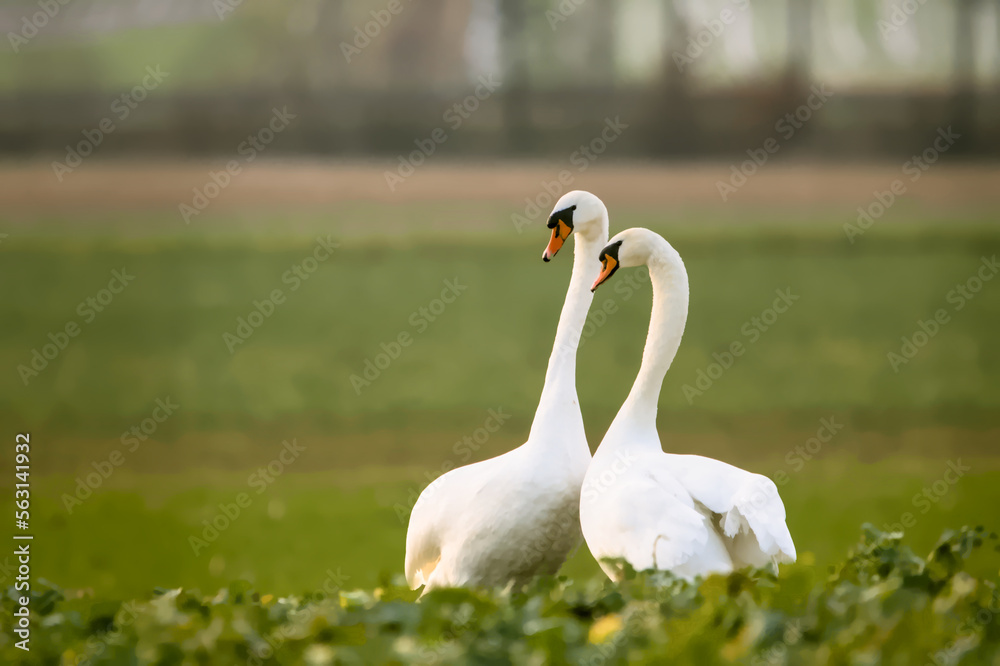 Obraz premium Beautiful white swans in a green field in winter