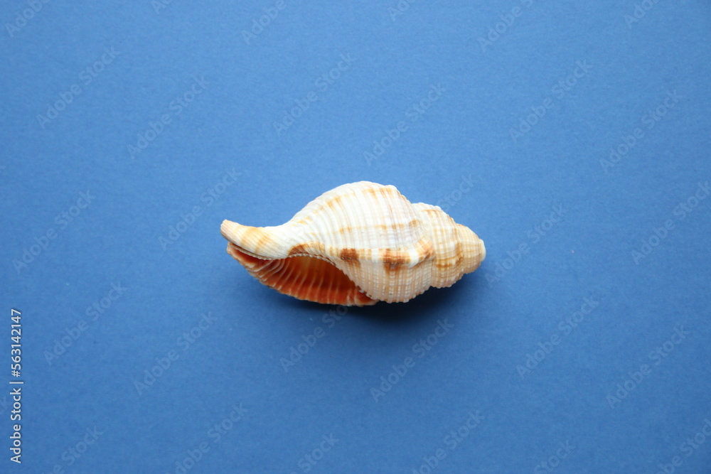 Summer concept. Seashell on a blue background. Summer concept. Seashell on a blue background.