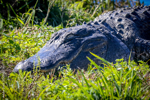 Sleeping American Alligator laying on bank of Central Florida lake in grassy area - eyes closed, large neck, out of water - side view