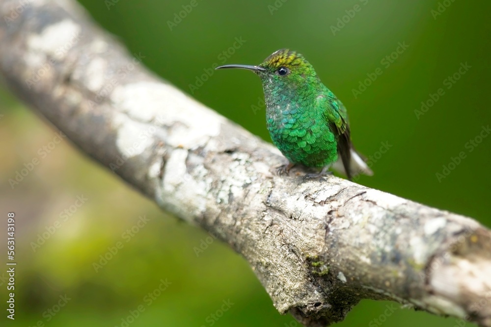 Obraz premium Elvira cupreiceps, Coppery-headed emerald, Kolibřík měděnohlavý, sitting on a branch, Costa Rica