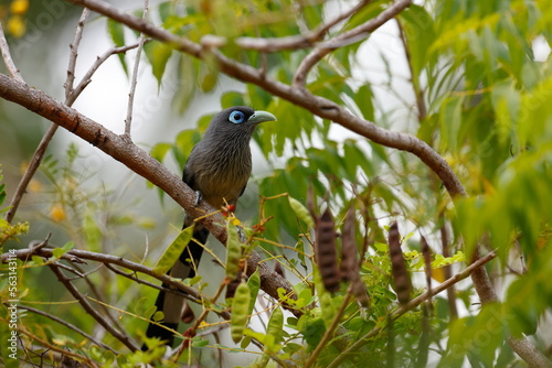 The blue-faced malkoha, (Phaenicophaeus viridirostris) or small green-billed malkoha, Kukačka Modrolící, on branch Sri Lanka, detail closeup photo
