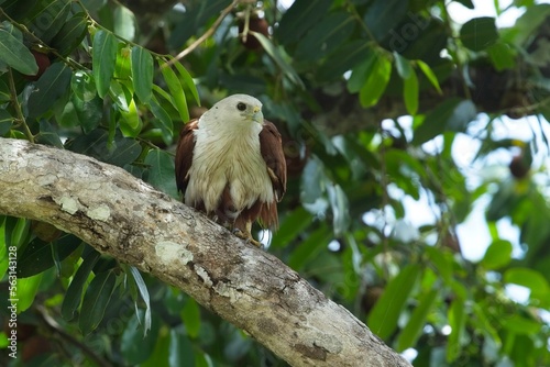 Wallpaper Mural The brahminy kite (Haliastur indus), formerly known as the red-backed sea-eagle luňák brahmínský on the branch Torontodigital.ca