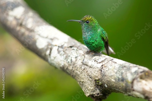 Elvira cupreiceps, Coppery-headed emerald, Kolibřík měděnohlavý, sitting on a branch, Costa Rica