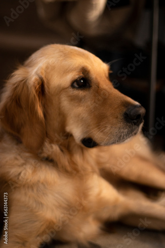 golden retriever dog