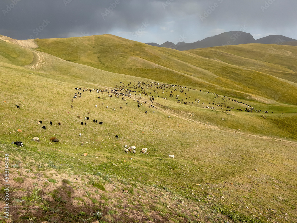 The flock of sheep on the green meadow in Kyrgyzstan.