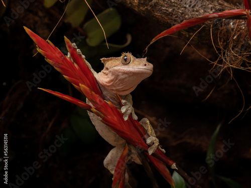 crested gecko close up in terrarium 