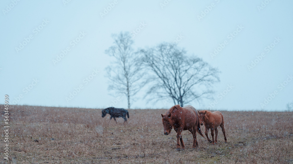 Obraz premium 道産子の親子