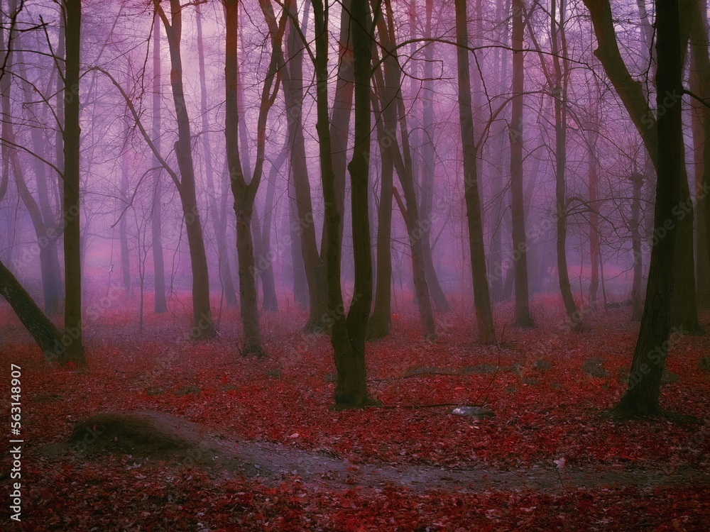 Dreamy red forest in thick fog. Colorful autumn landscape. Fairytale moody woods.