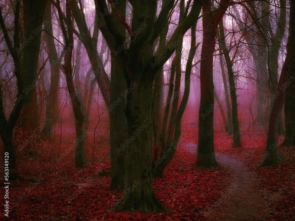 Dreamy red forest in thick fog. Colorful autumn landscape. Fairytale moody woods.