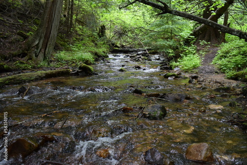 stream in the forest