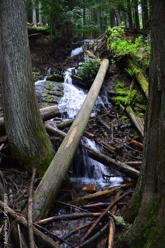 tree in the forest