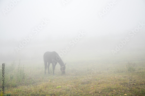 Black horse grazing in a foggy meadow in autumn