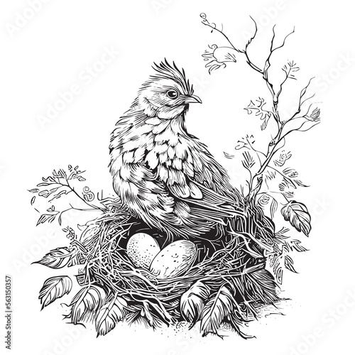 Beautiful hen in a nest with eggs sitting hand drawn engraving sketch Vector illustration