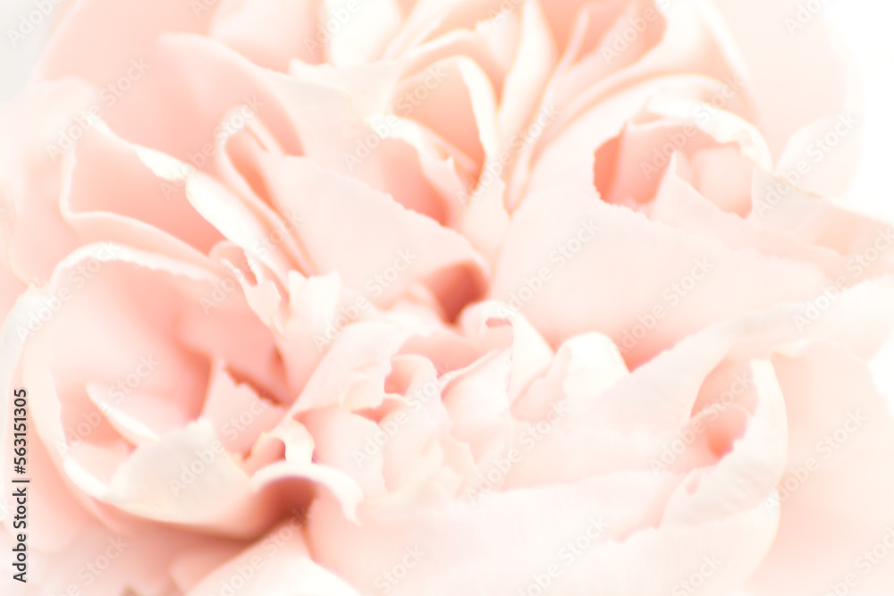 Pastel pink color abstract background Pink rose flower macro Floral background