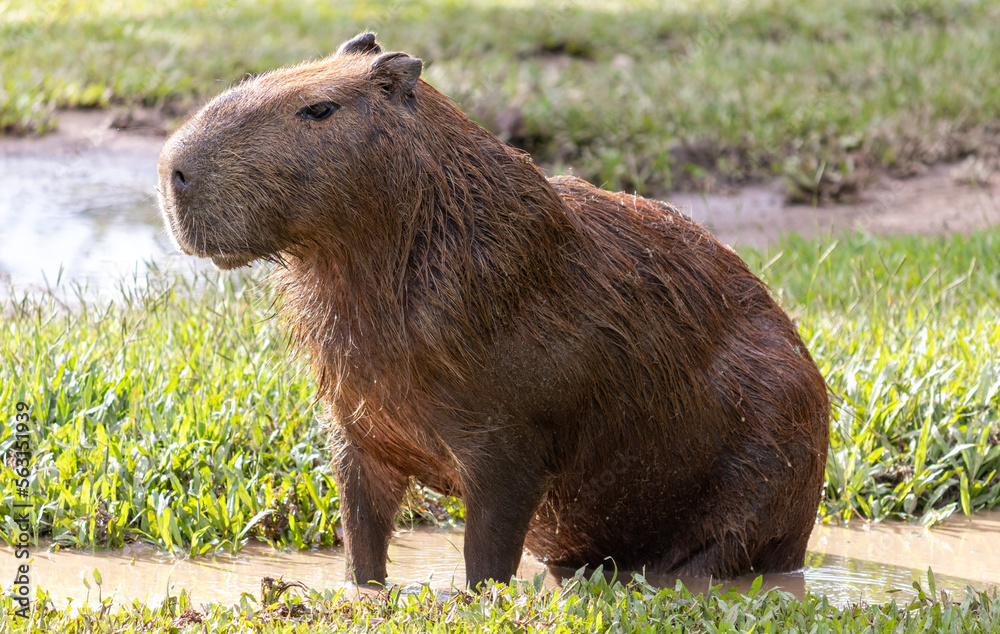 Photograph of a capybara in the park of São José dos Campos, São Paulo, Brazil. Photograph of a capybara in the park of São José dos Campos, São Paulo, Brazil.