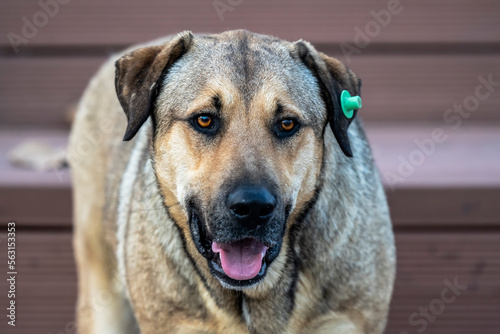 Close-up of alley dog