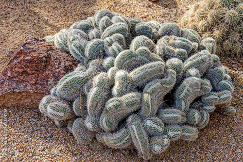 cluster of Mammillaria geminispina, commonly called twin spined cactus, is a cylindrical cactus common to Mexico photo