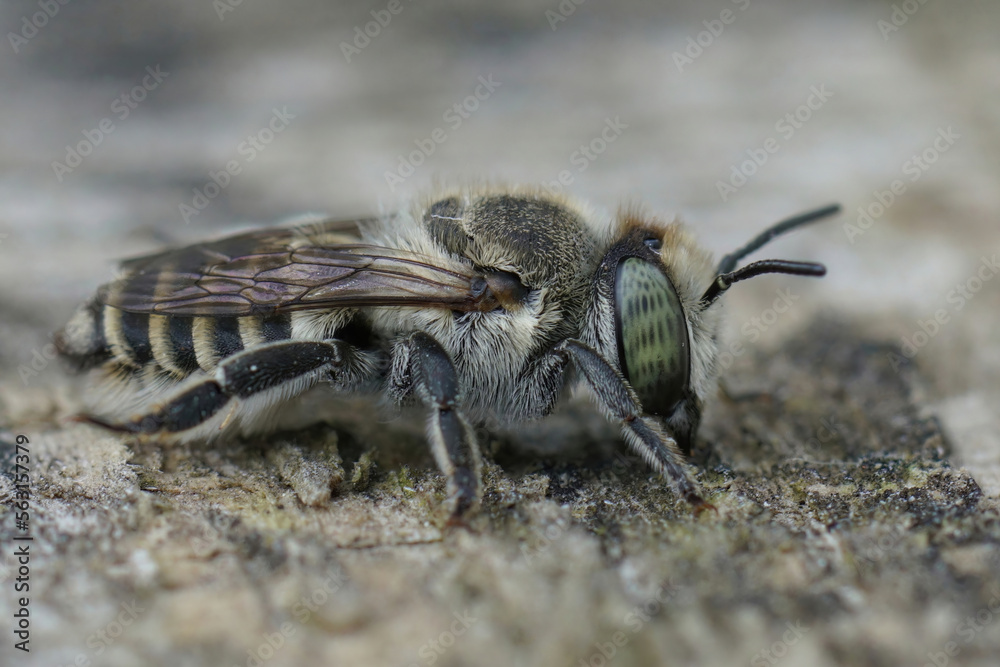 Close up on a female silver colored leafcutter bee, Megachile pilidens on a piece of wood Close up on a female silver colored leafcutter bee, Megachile pilidens on a piece of wood