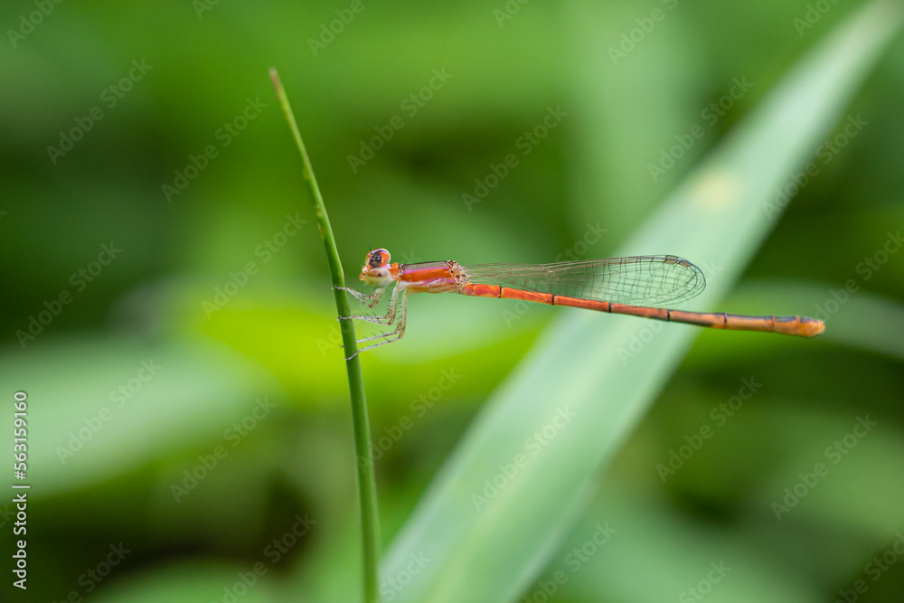 Needle dragonflies are insects that belong to the order Odonata, suborder Zygoptera