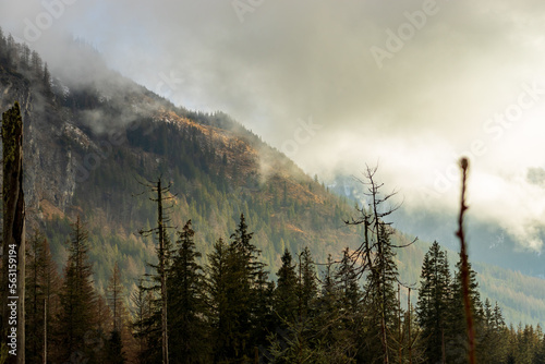Misty landscape with fir forest mountain. fog on mountain top with pine tree. mist in mountain