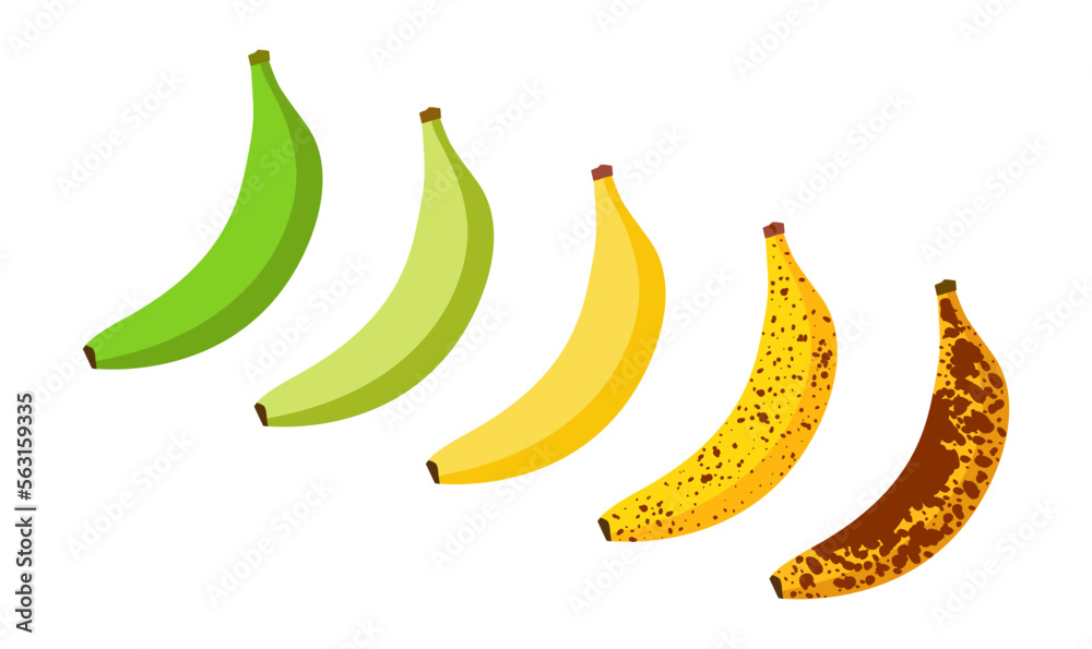 Fototapeta premium Banana ripeness fruit illustration green mature bad food. Banana ripe vector icon
