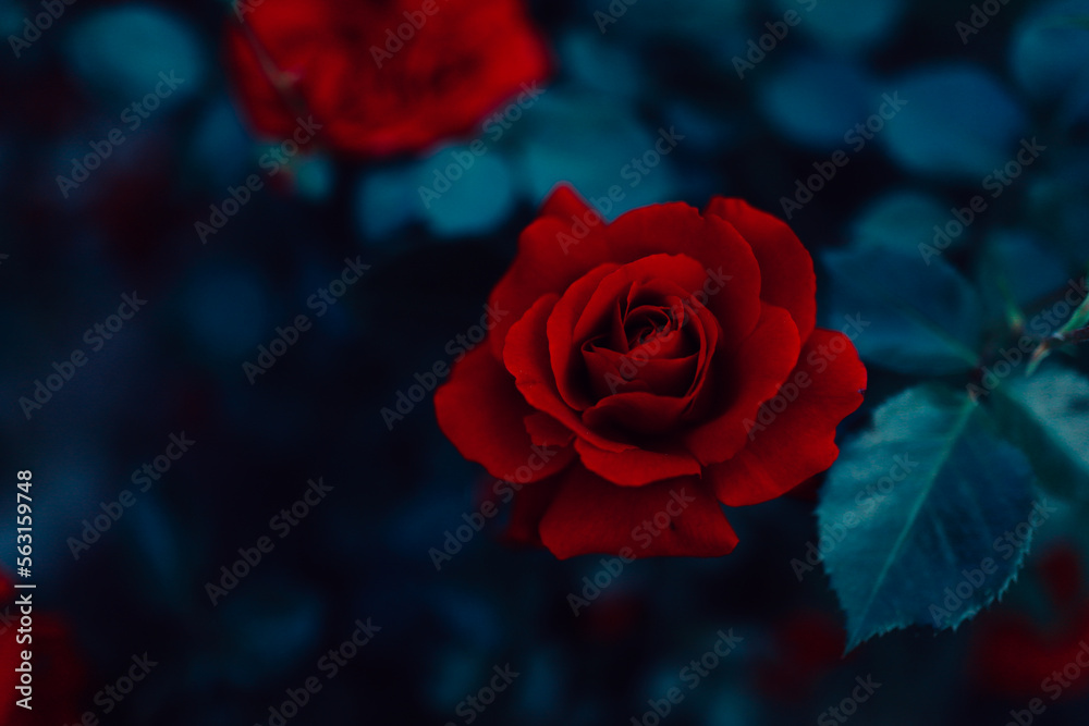 red roses
