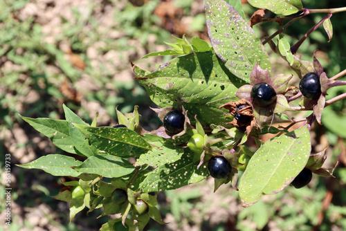 Tollkraut (Scopolia carniolica) im Botanischen Garten photo