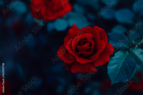 Obraz na płótnie red roses w salonie