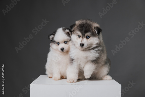 Filhotes de pomsky posando para foto, cães de raça photo