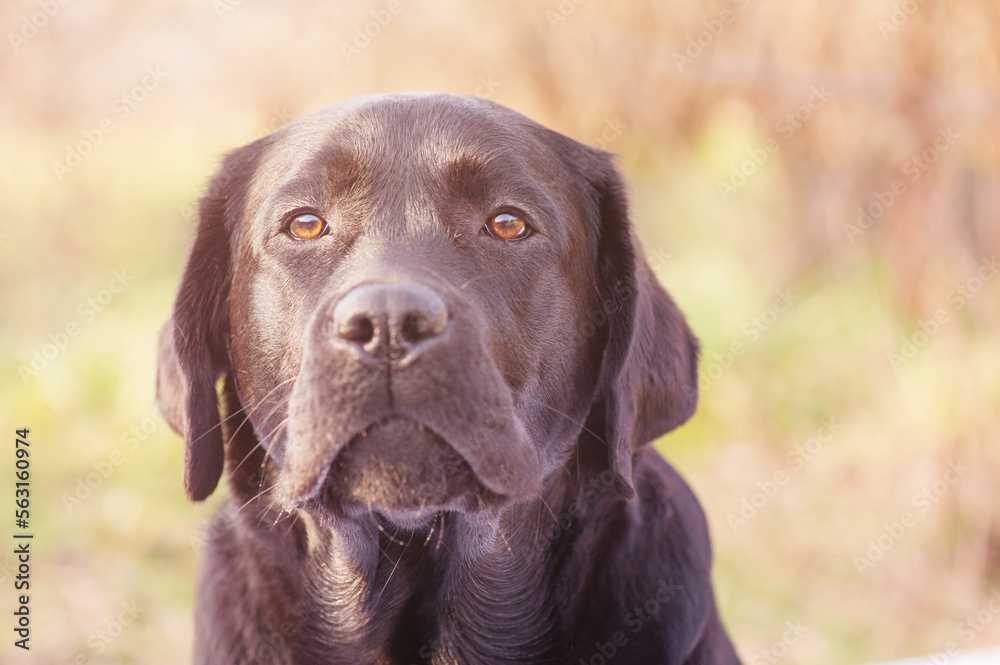 Portrait of a young dog. Labrador retriever on blurred nature background. Portrait of a young dog. Labrador retriever on blurred nature background.