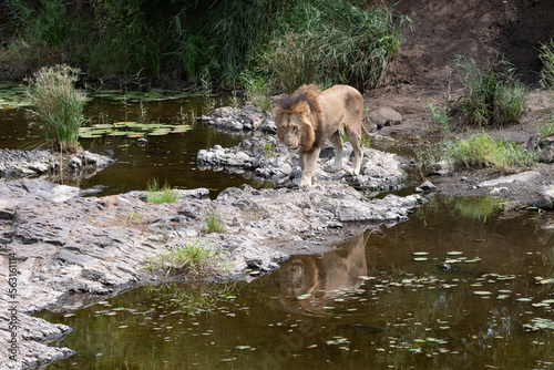 large Male lion prowling next to the river in the Masai Mara