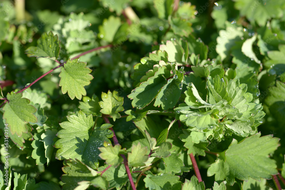 Fototapeta premium オランダワレモコウ 葉模様