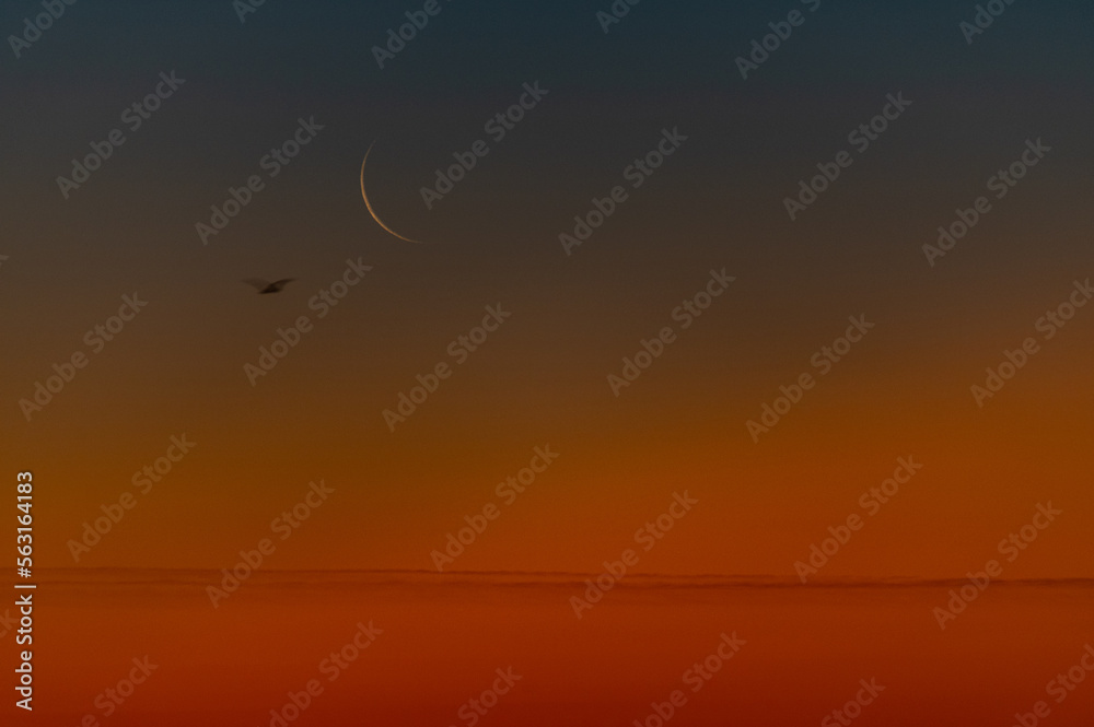 Crescent Moon in Twilight with Bird Crescent Moon in Twilight with Bird