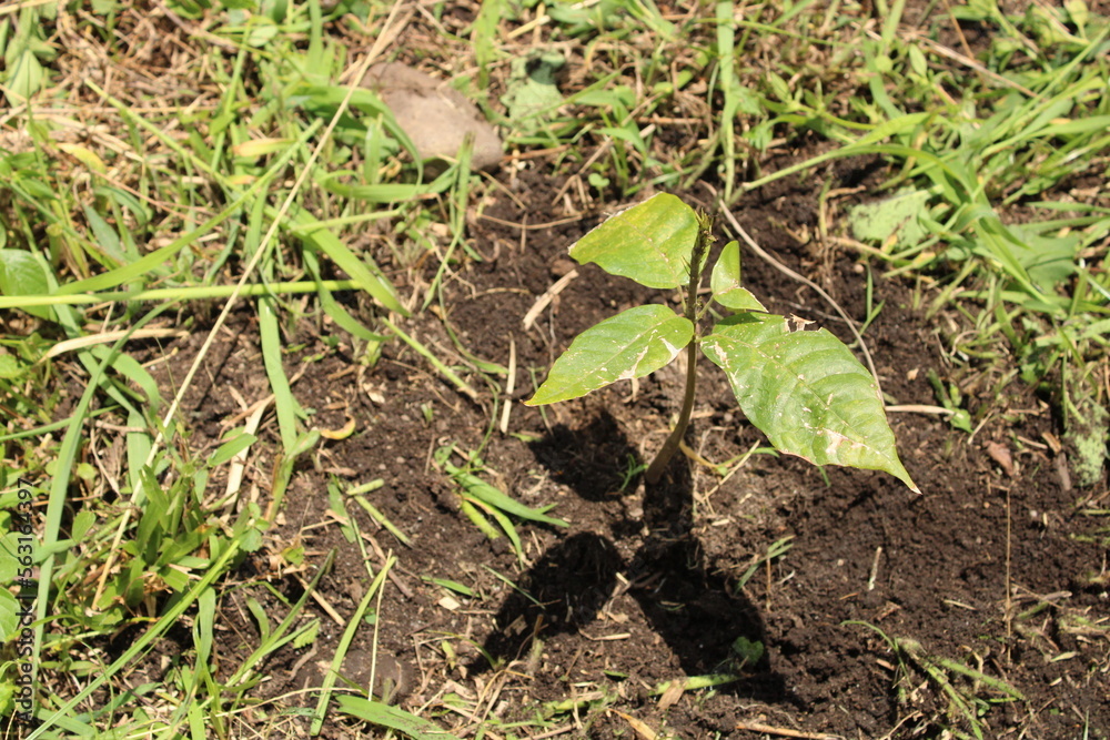 Obraz premium Cultivo y cosecha de aguacates en la región Orinoquía de Colombia, diversidad de árboles de aguacate, tipos de hoja del cultivo proceso de siembre y características de algunas plagas.